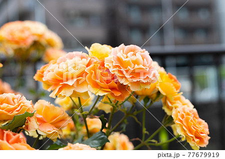 沢山の黄色いバラ　ブラスバンド 77679919