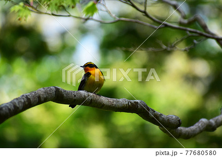 モミジの枝に止まる春のキビタキ 77680580