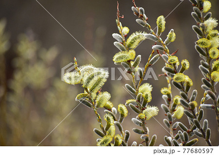 春のバッコヤナギ 77680597