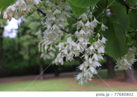 こぼれんばかりに花をつけるエゴノキ こぼれんばかりに花をつけるエゴノキ 77680802
