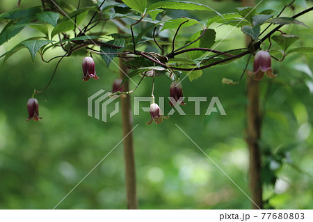 初夏に渋い赤紫の花をつけるハンショウヅルの写真素材