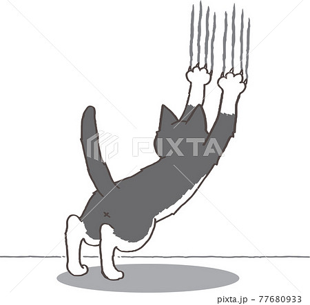 壁で爪とぎするぶち猫 壁で爪とぎするぶち猫 77680933