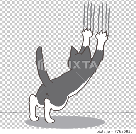 Brindle cat with claws on the wall 77680933