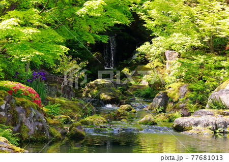 日本庭園の湧水 77681013