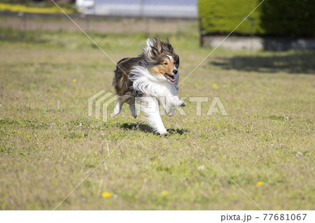 広いドッグランを走る犬 広いドッグランを走る犬 77681067