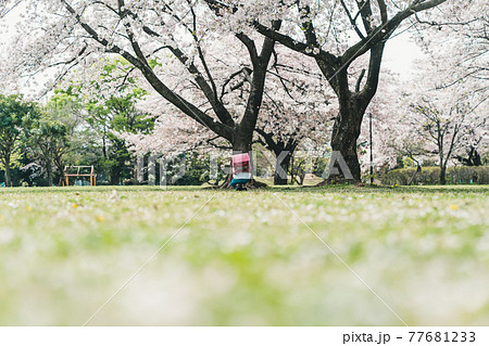 桜と小学校新一年生 桜と小学校新一年生 77681233