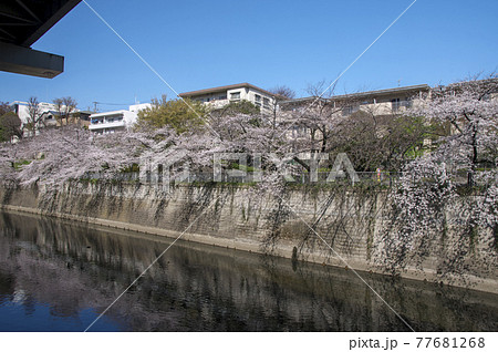 江戸川橋の桜　神田川沿いの桜 77681268