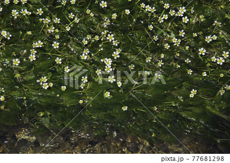 梅花藻「咲き始め」 77681298