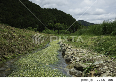 梅花藻「群生」 77681300