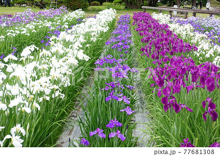 アヤメ あやめ アヤメ あやめ 77681308