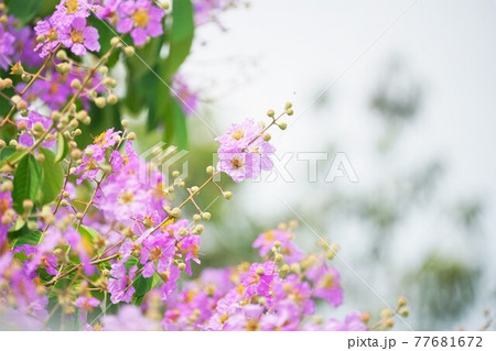 バナバ、オオバナサルスベリ（Banaba, Lagerstroemia speciosa） 77681672