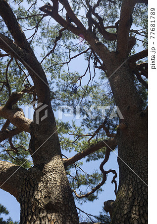 木 松 古木 77681789