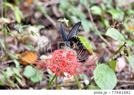 彼岸花とクロアゲハ。 77681882