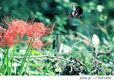 彼岸花とクロアゲハ。 77681886
