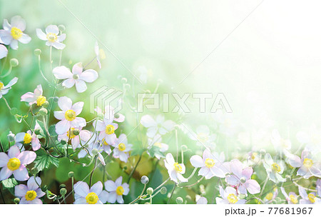 First autumn Japanese Anemone flower (Anemone hupehensis) First autumn Japanese Anemone flower (Anemone hupehensis) 77681967