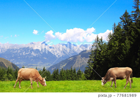 Two cows grazing in a mountain meadow in Alps mountains, Tirol, Austria Two cows grazing in a mountain meadow in Alps mountains, Tirol, Austria 77681989