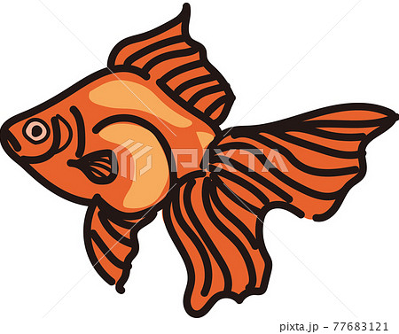 金魚のシンプルなイラスト 77683121