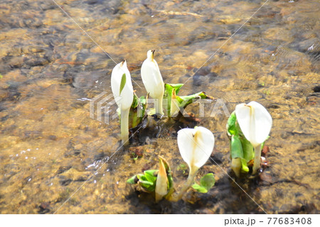 清流の水辺に生える水芭蕉 77683408