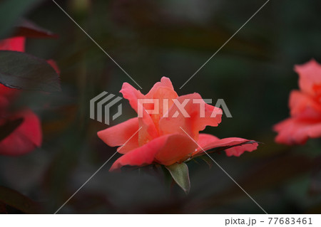 女優の名を冠したバラ「カトリーヌ・ドヌーブ」 女優の名を冠したバラ「カトリーヌ・ドヌーブ」 77683461