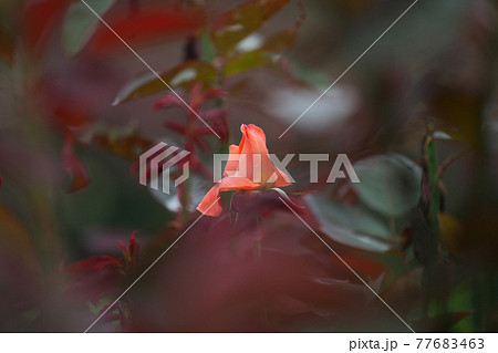 女優の名を冠したバラ「カトリーヌ・ドヌーブ」 女優の名を冠したバラ「カトリーヌ・ドヌーブ」 77683463