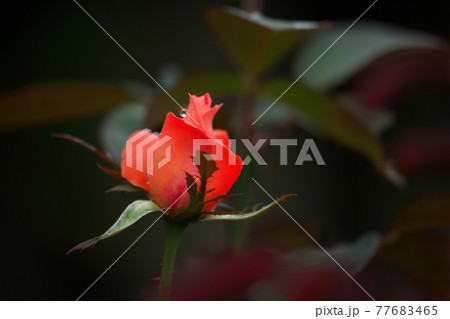 女優の名を冠したバラ「カトリーヌ・ドヌーブ」 77683465