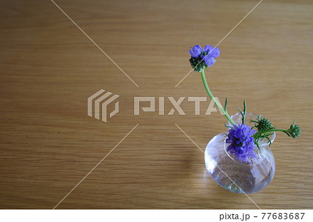 小さい花瓶に入った青い二輪のギリアレプタンサ 77683687