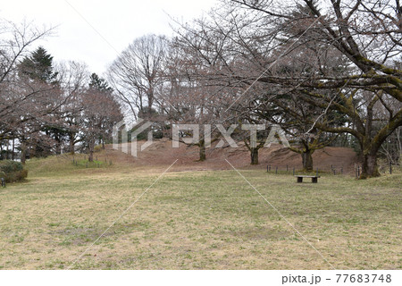 長命館跡　お花見広場に残る土塁 77683748
