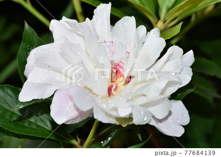 雨粒のついている白いシャクヤク、花芯は赤 雨粒のついている白いシャクヤク、花芯は赤 77684139