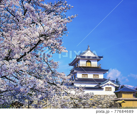 白石城の桜 77684689