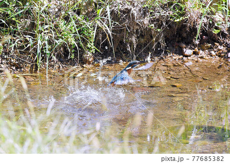 カワセミがエサを獲ったところ。 77685382