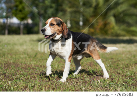 Dog beagle breed standing. Group 6 FCI. Hound 77685682