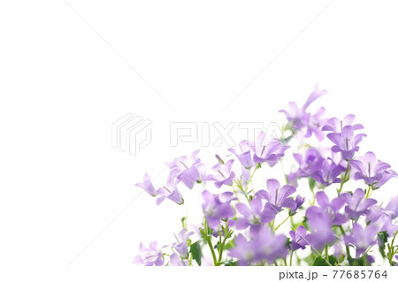 白バックのベルフラワー　背景画像 77685764