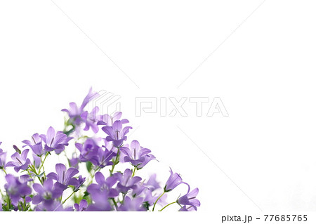白バックのベルフラワー　背景画像 77685765