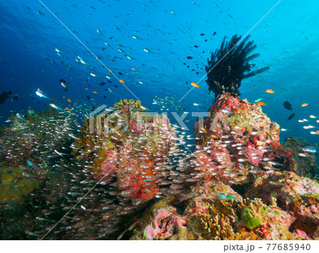 珊瑚礁のウミシダと小さな海水魚の群れ (シミラン諸島、タイ王国) 77685940