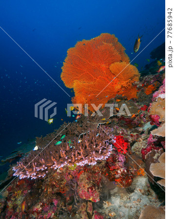 大きなウミウチワとイシサンゴの仲間 シミラン諸島 タイ王国 の写真素材