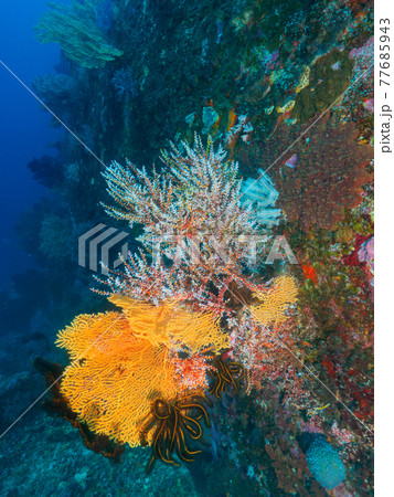 群生するウミウチワの仲間とウミシダ (シミラン諸島、タイ王国) 群生するウミウチワの仲間とウミシダ (シミラン諸島、タイ王国) 77685943