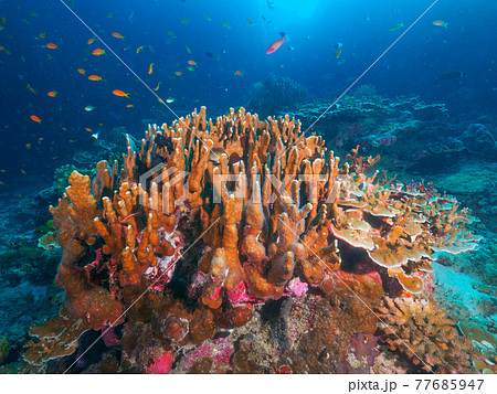 ハードコーラルの群生 (シミラン諸島、タイ王国) 77685947