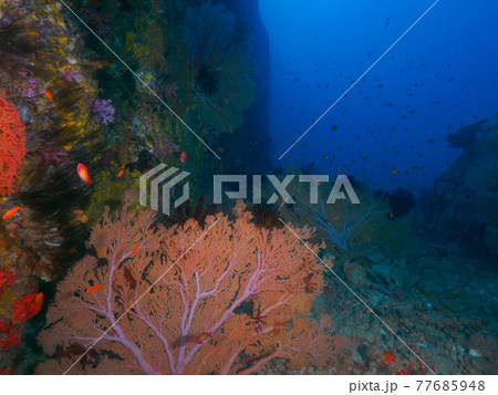 海中の大岩の間に群生するイソバナ (シミラン諸島、タイ王国) 77685948