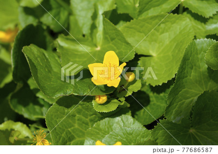 Marsh Marigold 77686587