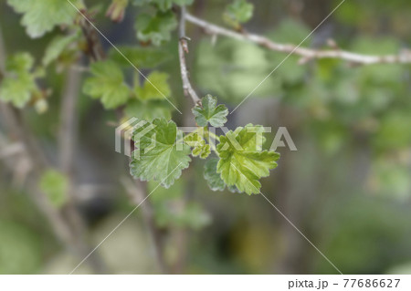 European gooseberry 77686627