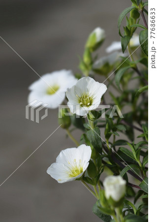 Mountain sandwort Mountain sandwort 77686633