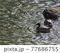 川で泳ぐマガモ 77686755