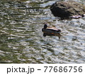 川で泳ぐマガモ 77686756