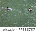 川で泳ぐマガモ 77686757