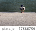 ダム湖で撮影したマガモ 77686759