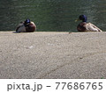 ダム湖で撮影したマガモ 77686765