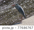 川面を眺めるアオサギ 77686767