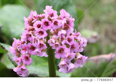 Bergenia inflorescence on a background of grass Bergenia inflorescence on a background of grass 77686847