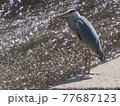 川面を眺めるアオサギ 77687123
