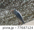 川面を眺めるアオサギ 77687124